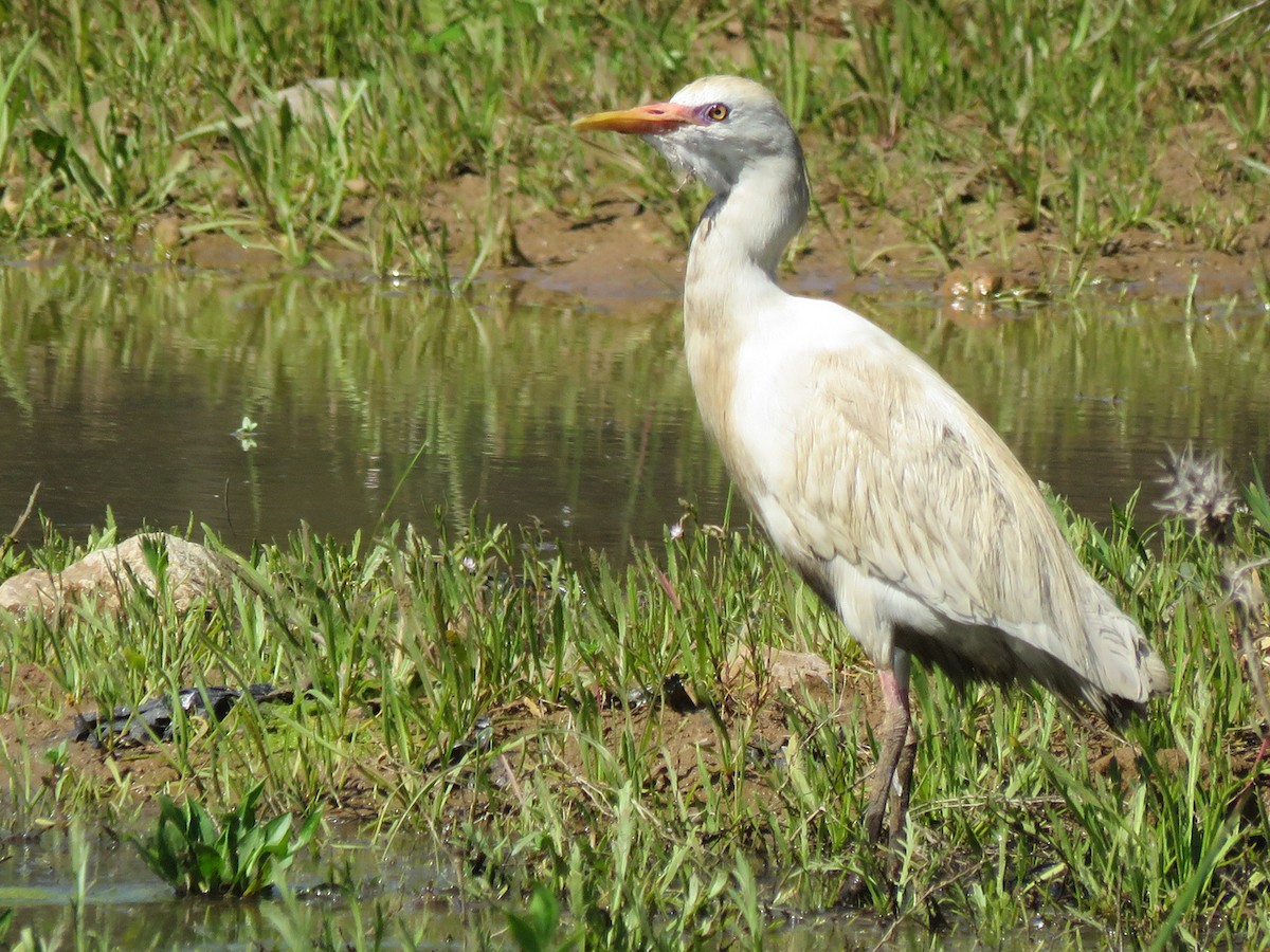 Египетская цапля (ibis) - ML50616301