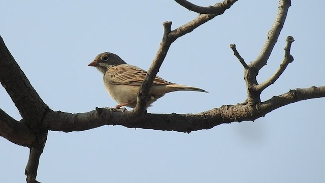 Bruant à cou gris - ML506163101