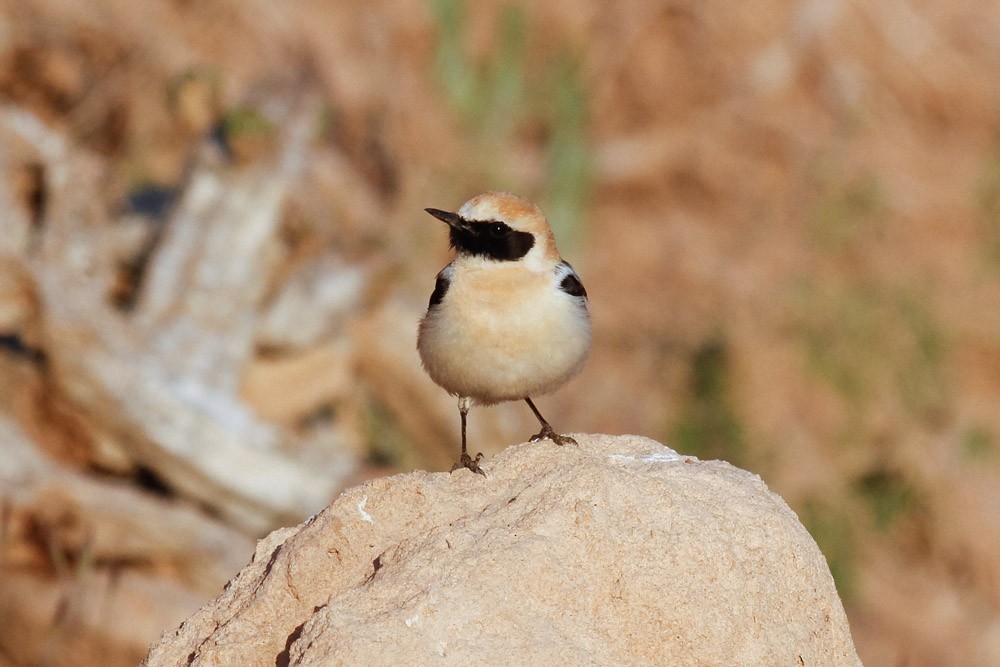 Western Black-eared Wheatear - James Kennerley