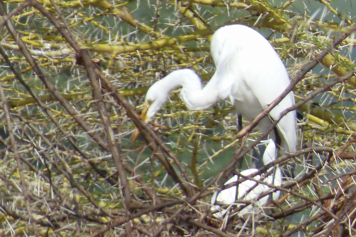 Great Egret - ML50616321