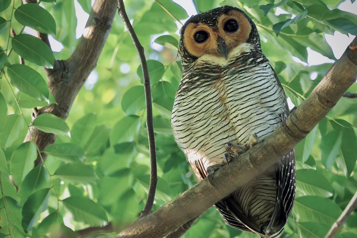 Spotted Wood-Owl - ML506163401