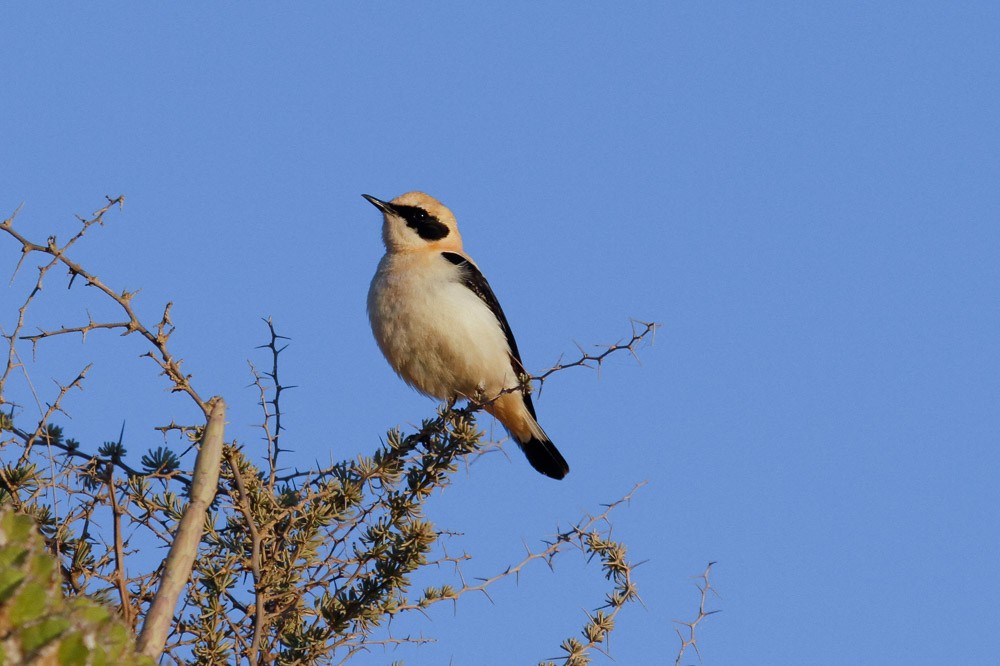 Western Black-eared Wheatear - ML50616341