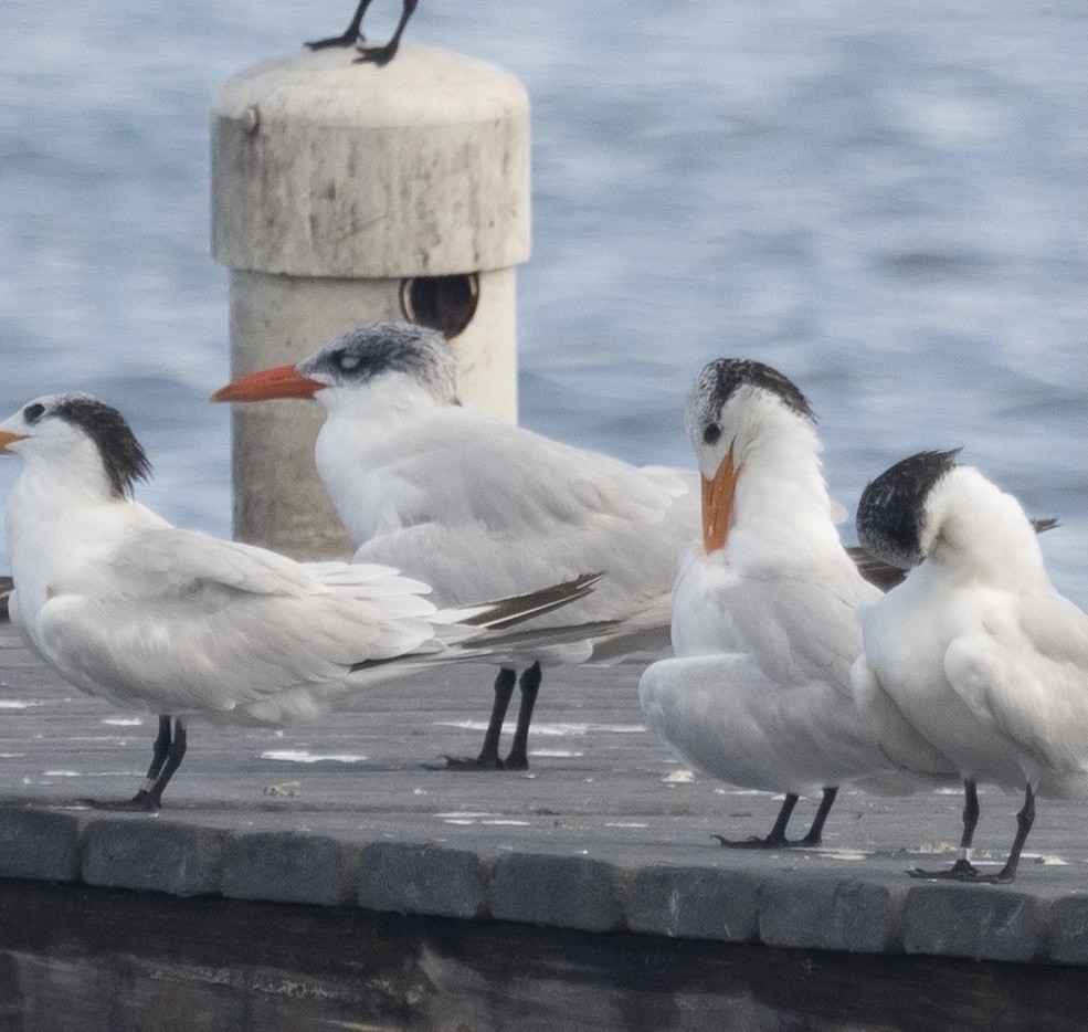 Caspian Tern - ML506163521