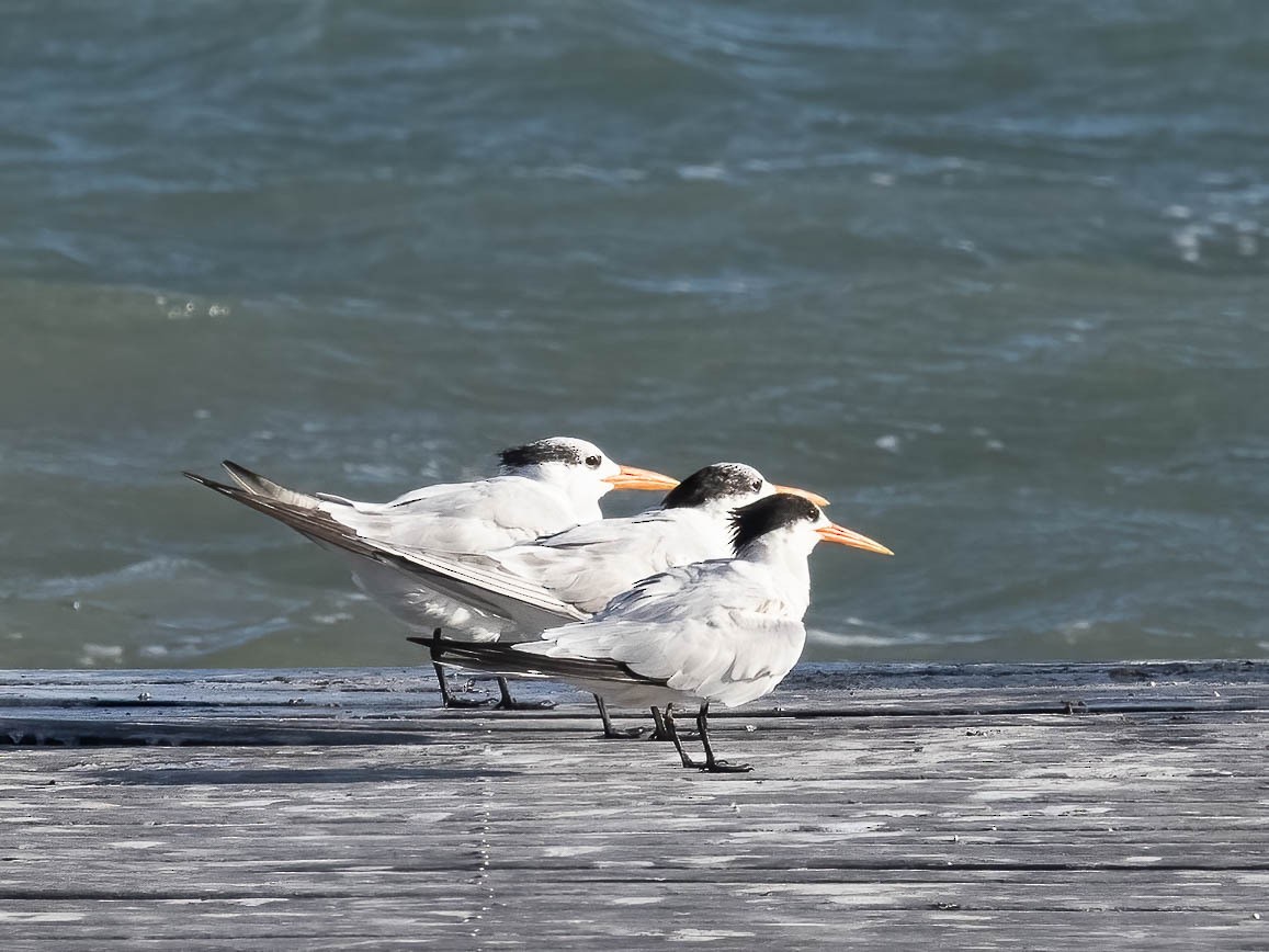 Elegant Tern - ML506163791