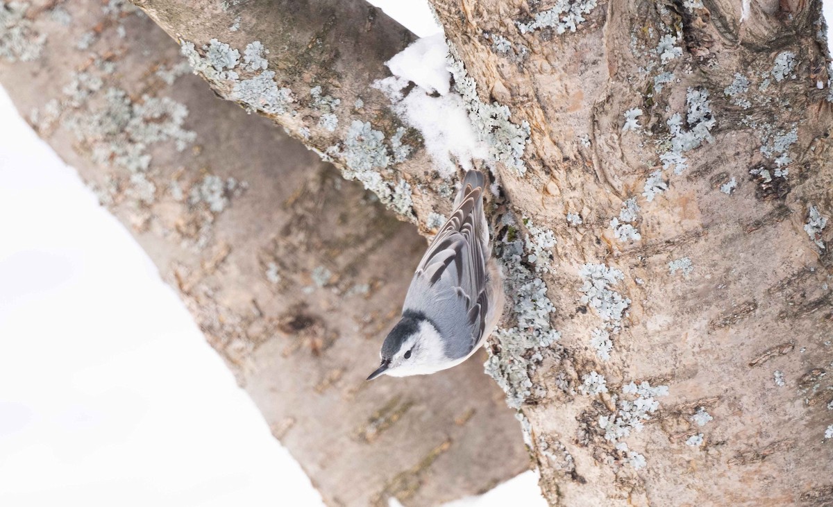 White-breasted Nuthatch - ML506164111