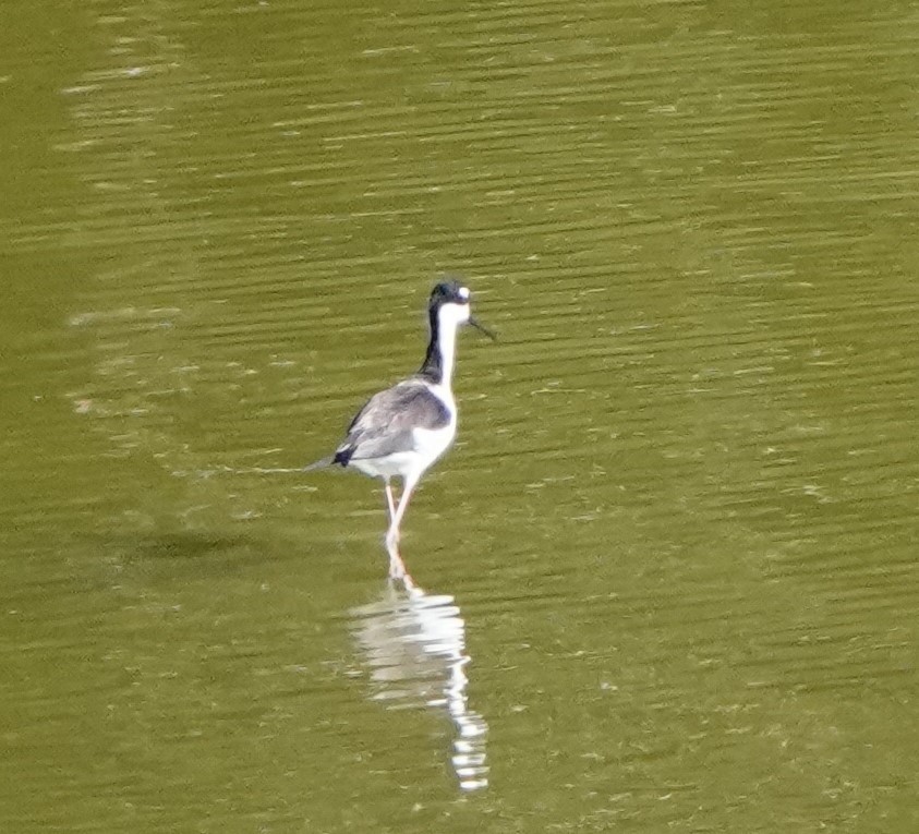 Black-necked Stilt - ML506164441