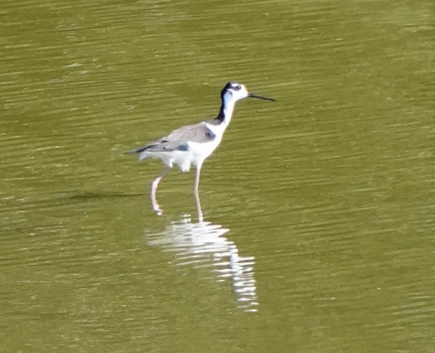 Black-necked Stilt - ML506164451