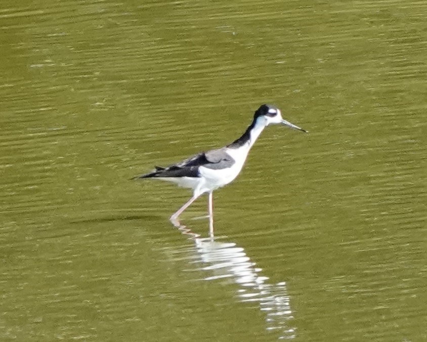 Black-necked Stilt - ML506164461