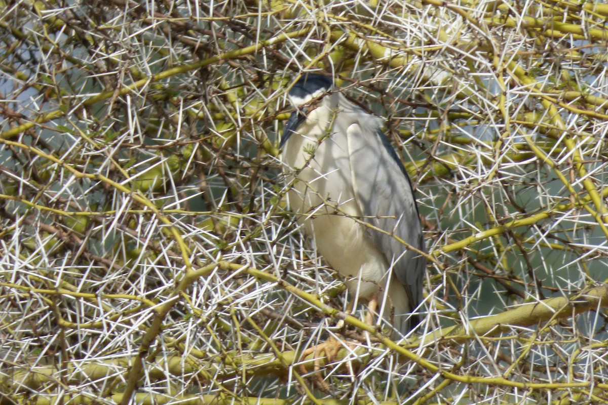 Black-crowned Night Heron - ML50616461