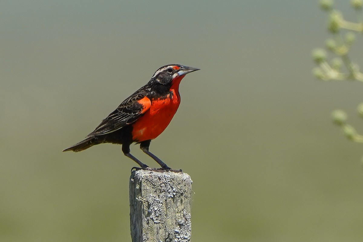 Pampas Meadowlark - ML506165661