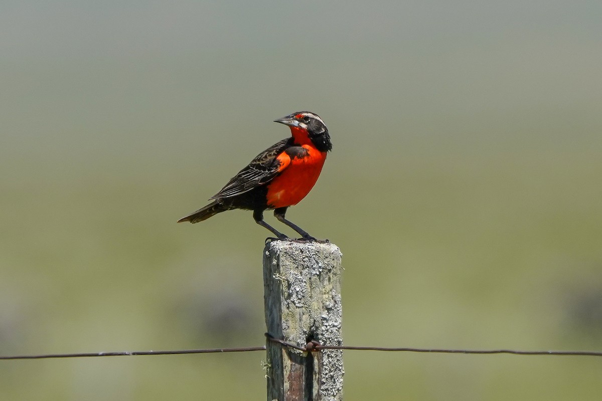 Pampas Meadowlark - ML506165671