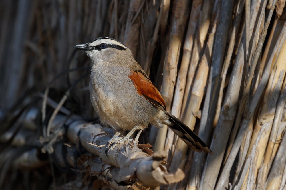 Black-crowned Tchagra - ML50616611