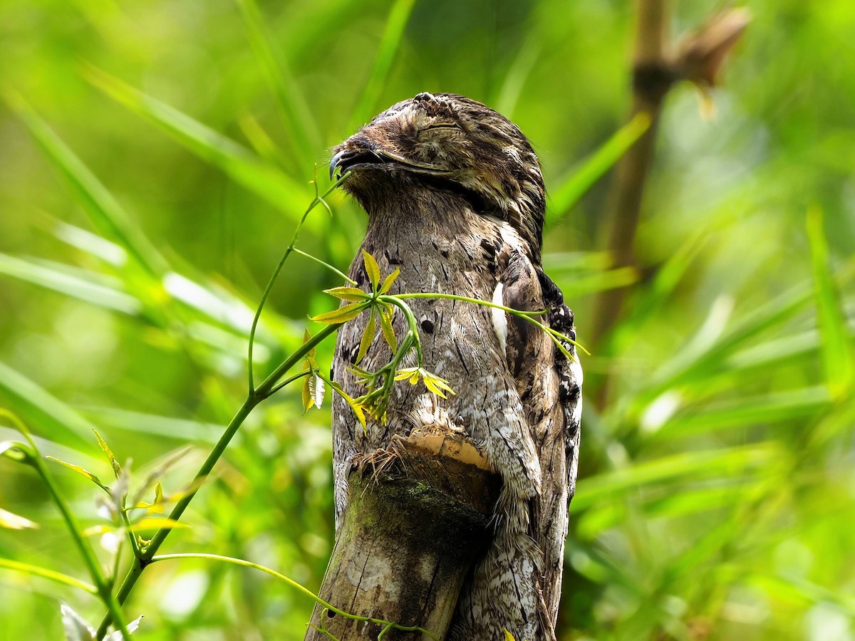 Common Potoo - ML506167401