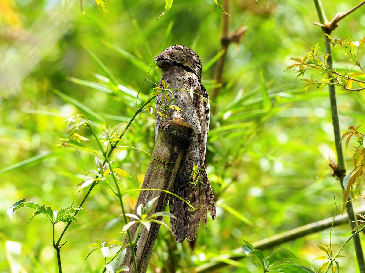 Common Potoo - ML506167451