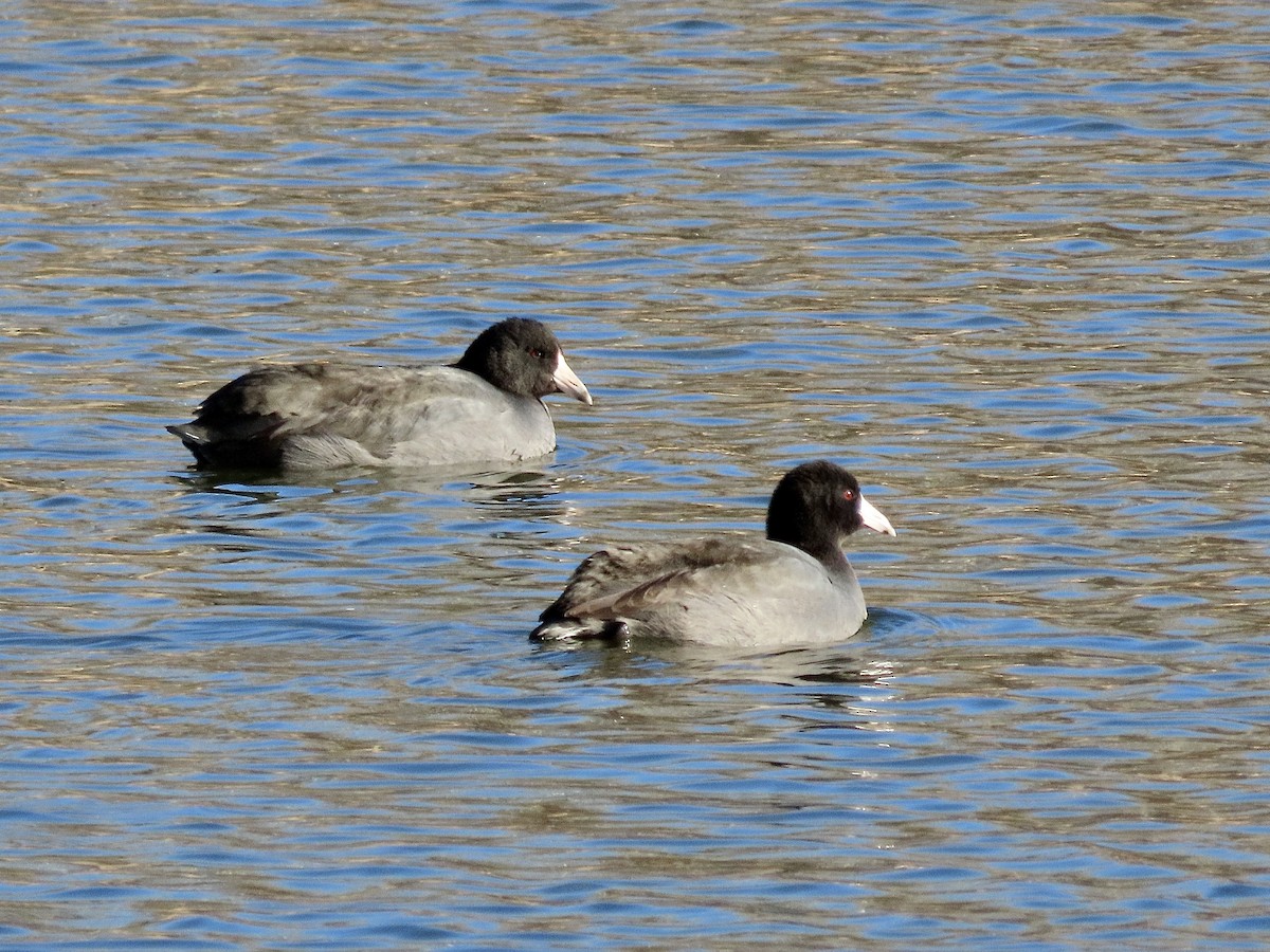 American Coot - ML506168621