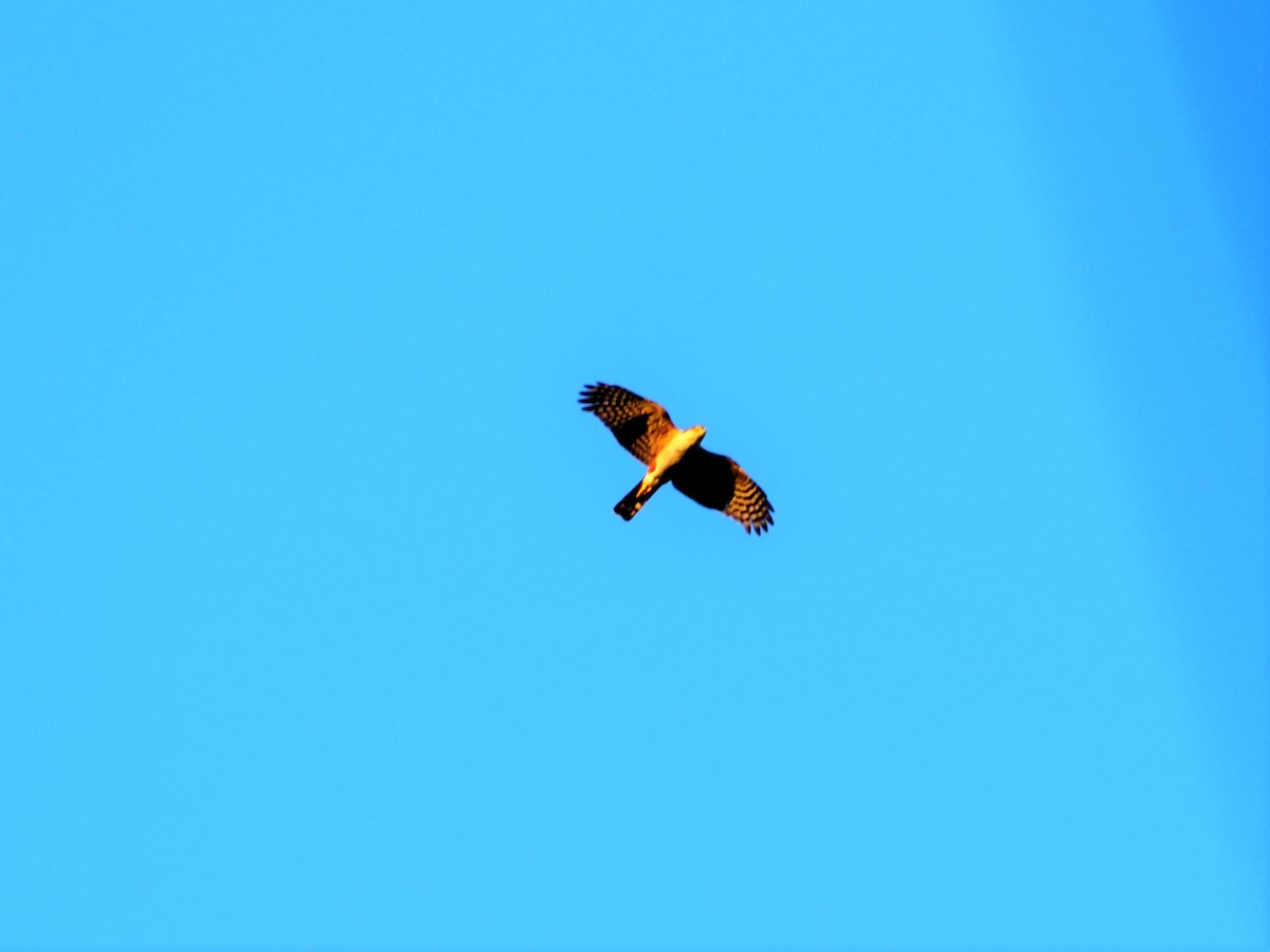 Rufous-thighed Kite - ML506170121