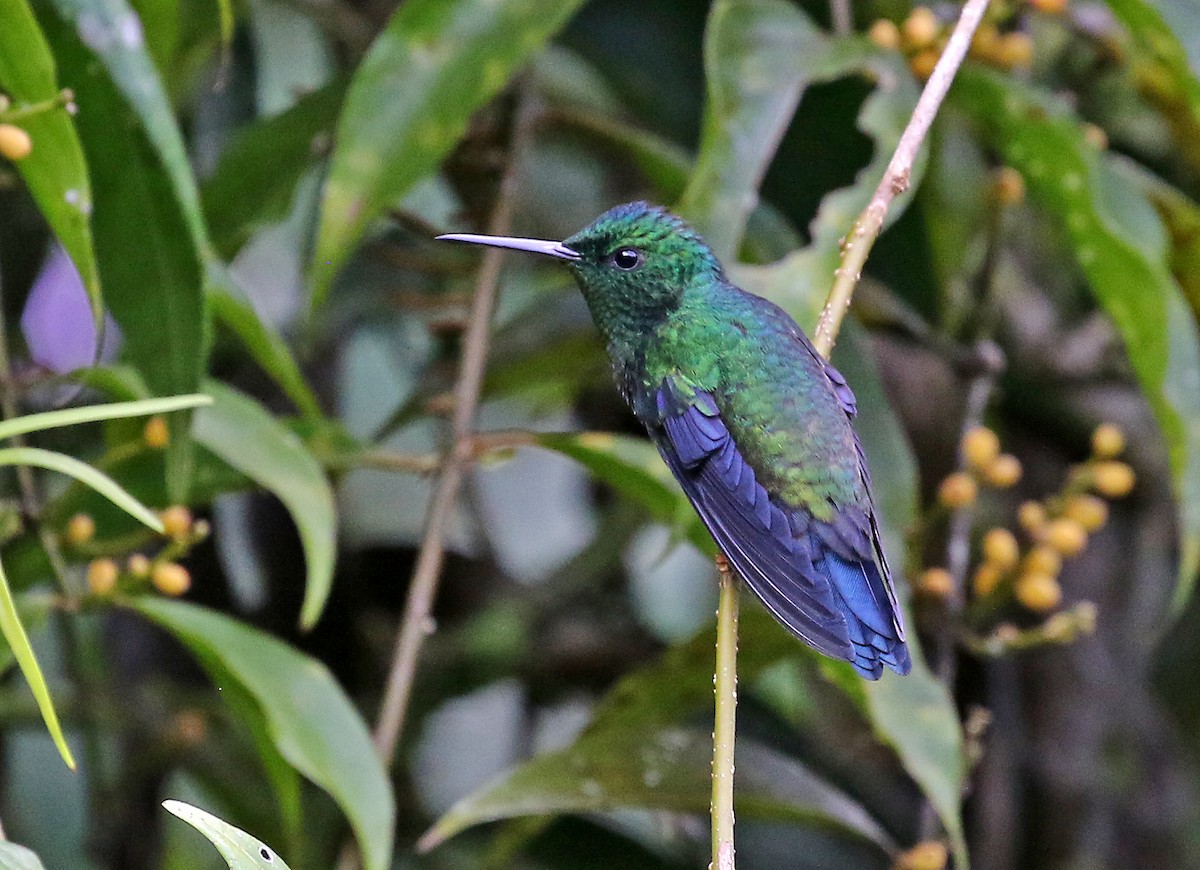 Steely-vented Hummingbird - ML506171581