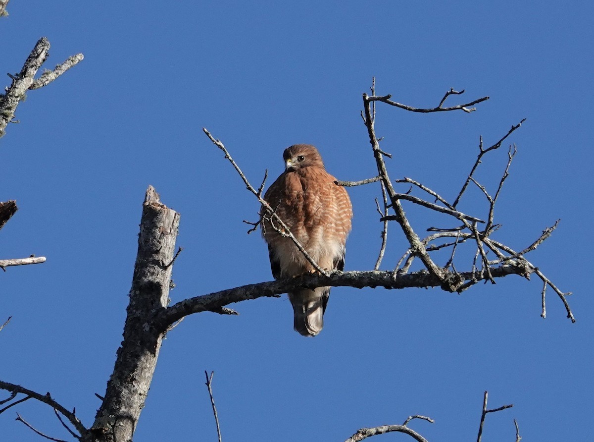 Red-shouldered Hawk - ML506171931