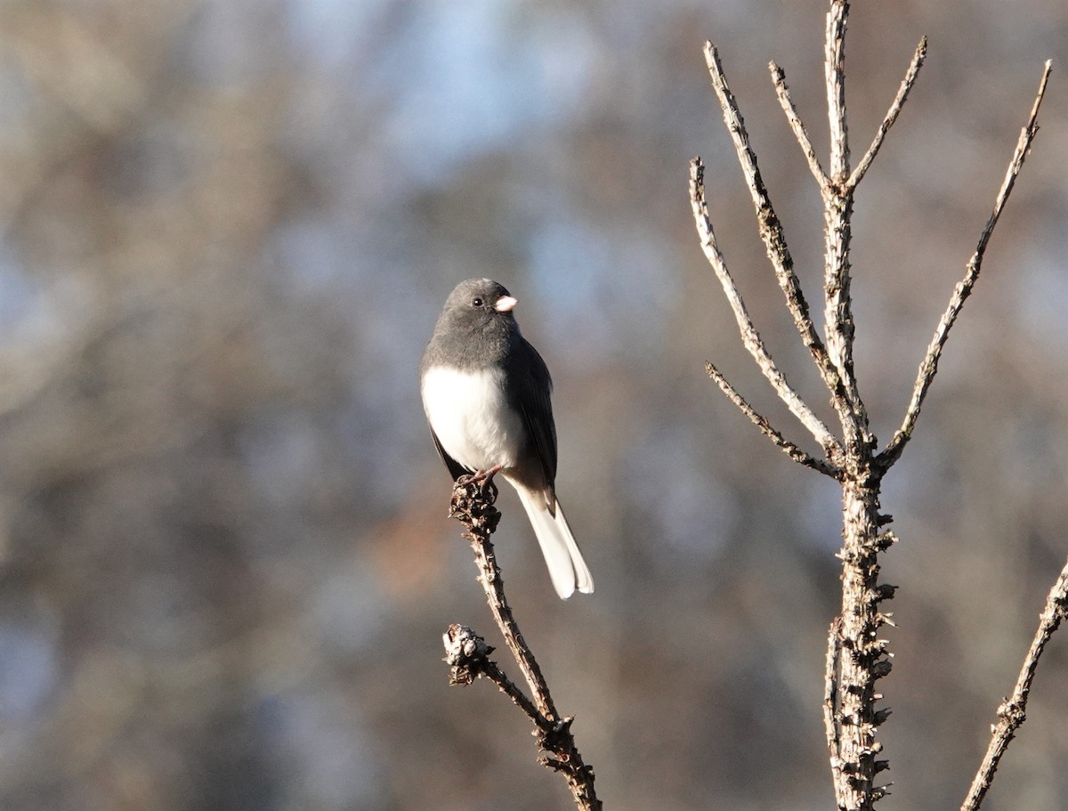 Dark-eyed Junco - ML506172021