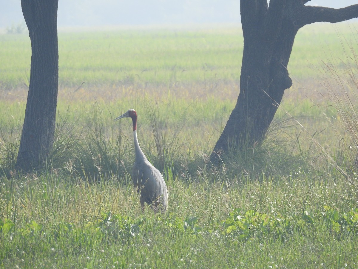 Sarus Crane - ML506172701