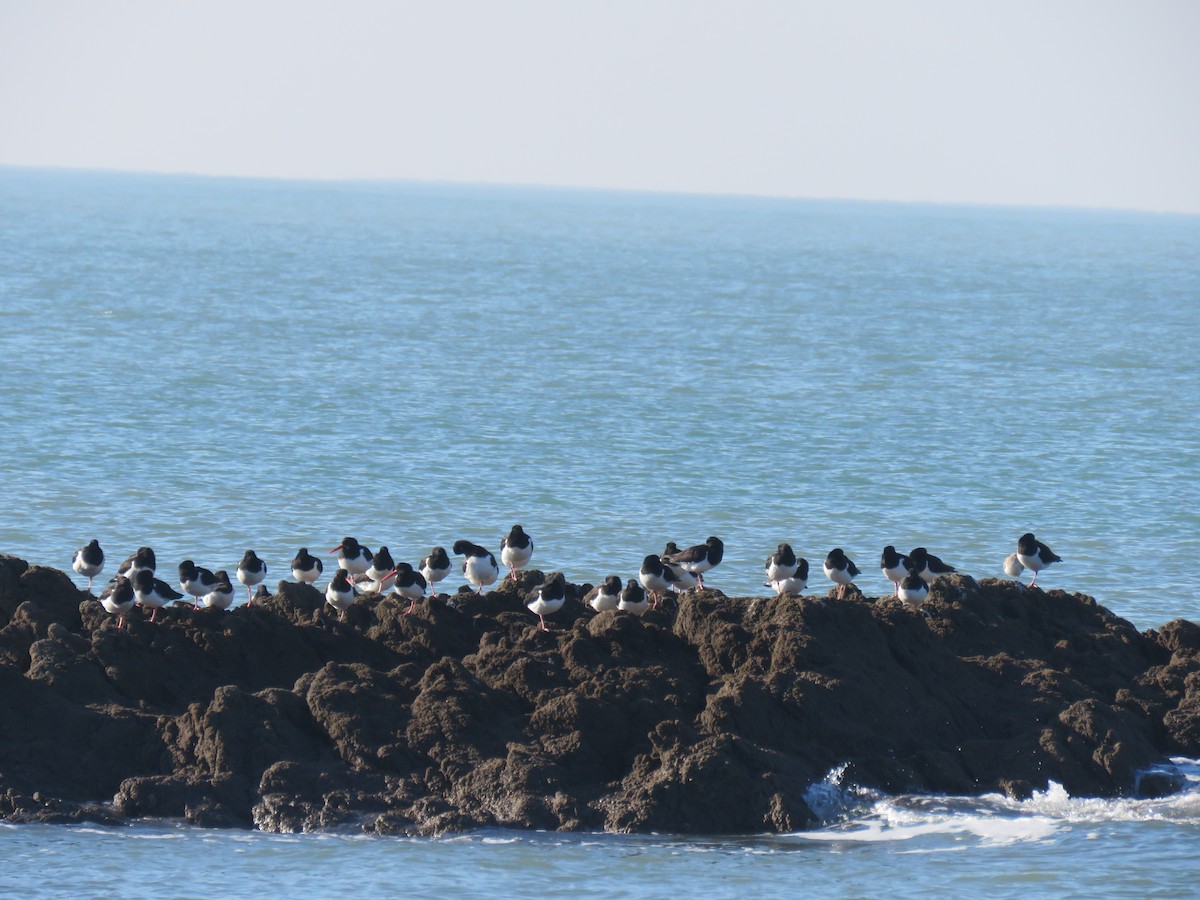 Eurasian Oystercatcher - ML50617391