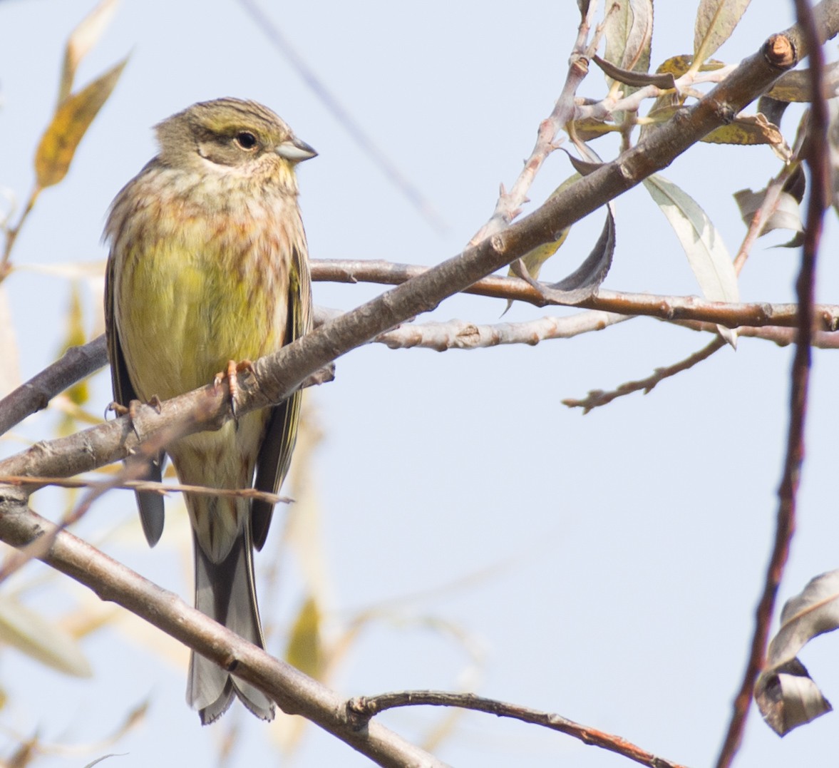 Yellowhammer - ML506174721