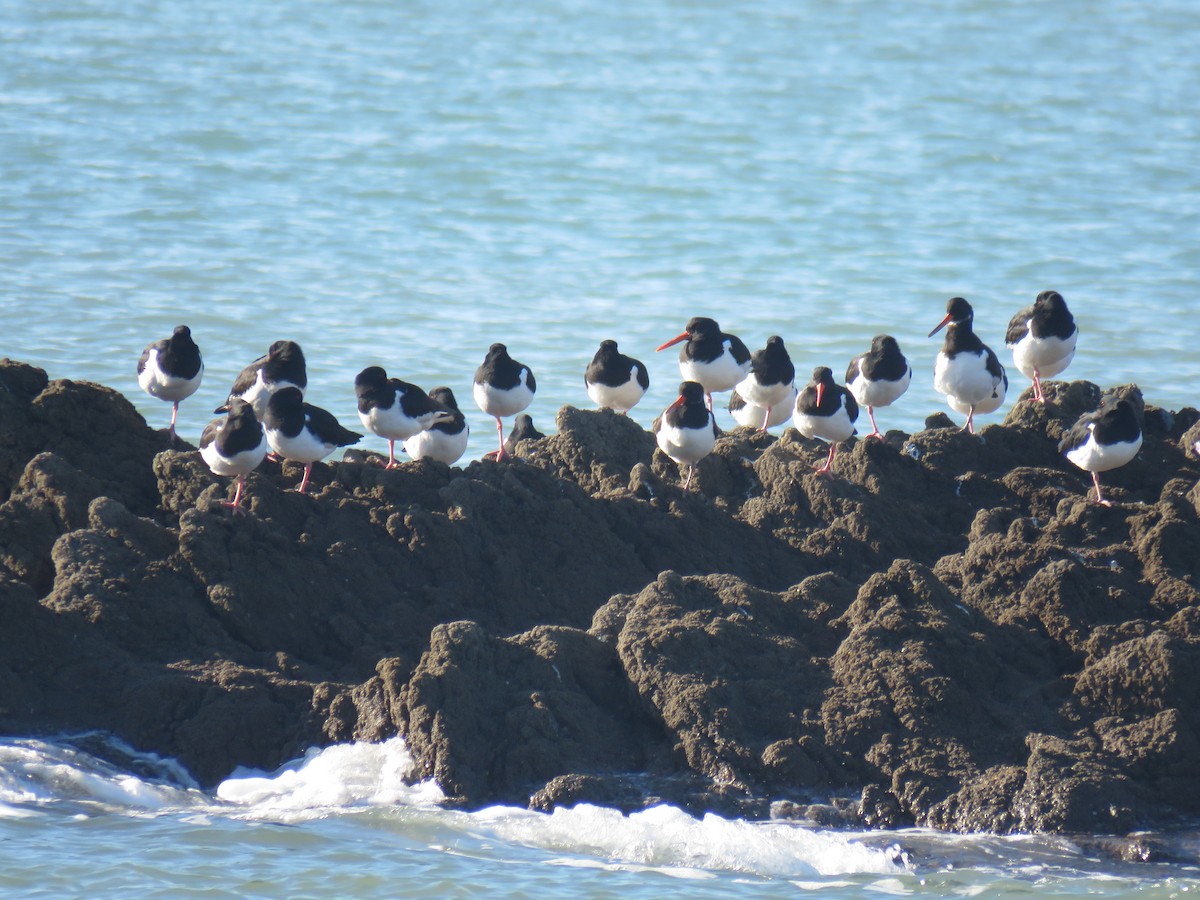 Eurasian Oystercatcher - ML50617511