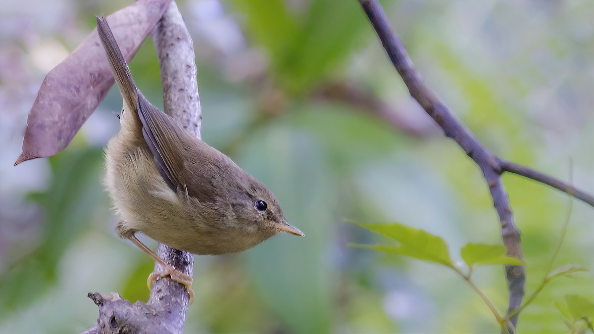 Brownish-flanked Bush Warbler (Brownish-flanked) - ML506175751