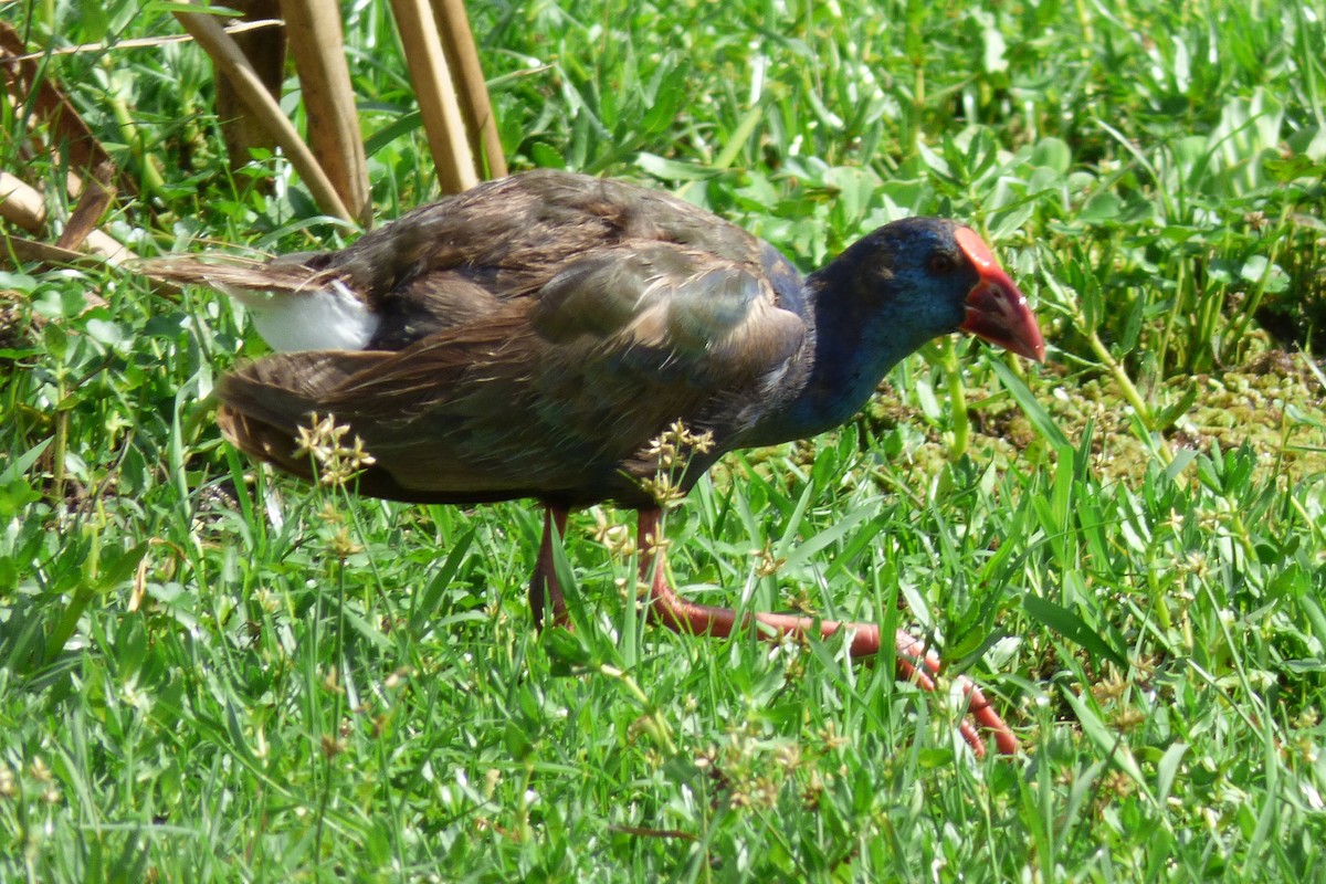 African Swamphen - ML50617581