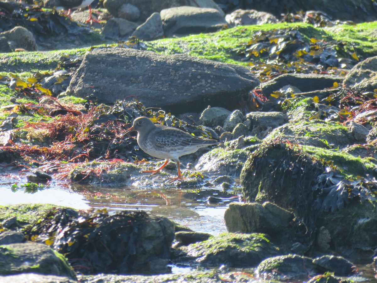 Purple Sandpiper - ML50617681