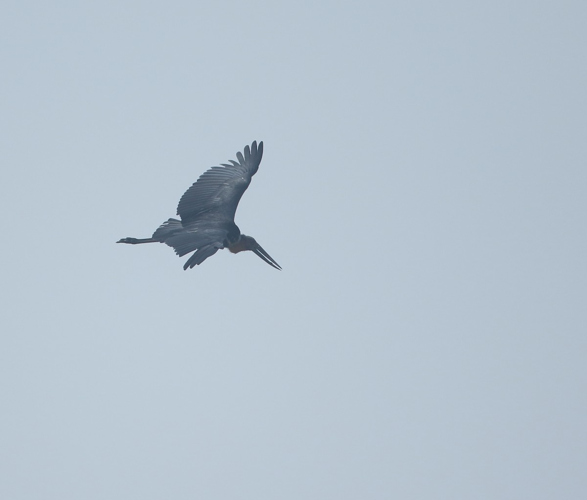 Lesser Adjutant - ML506177501