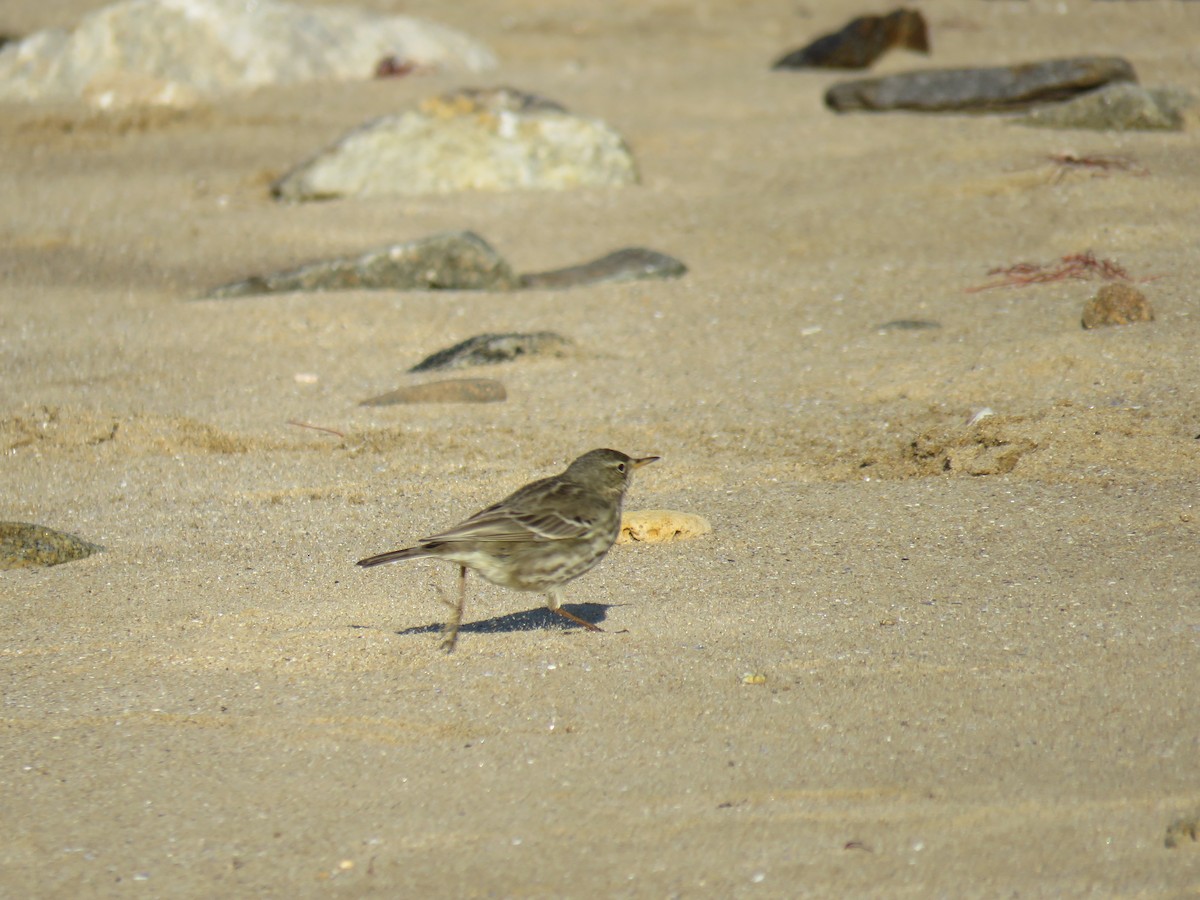 Rock Pipit - ML50617821