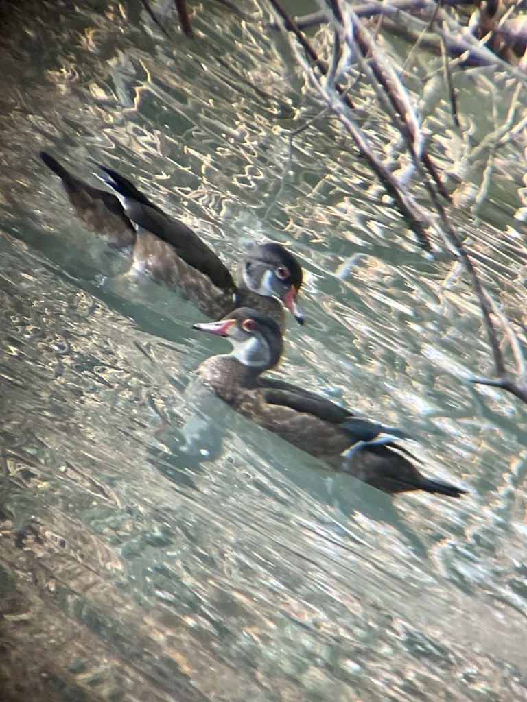 Wood Duck - ML506178811