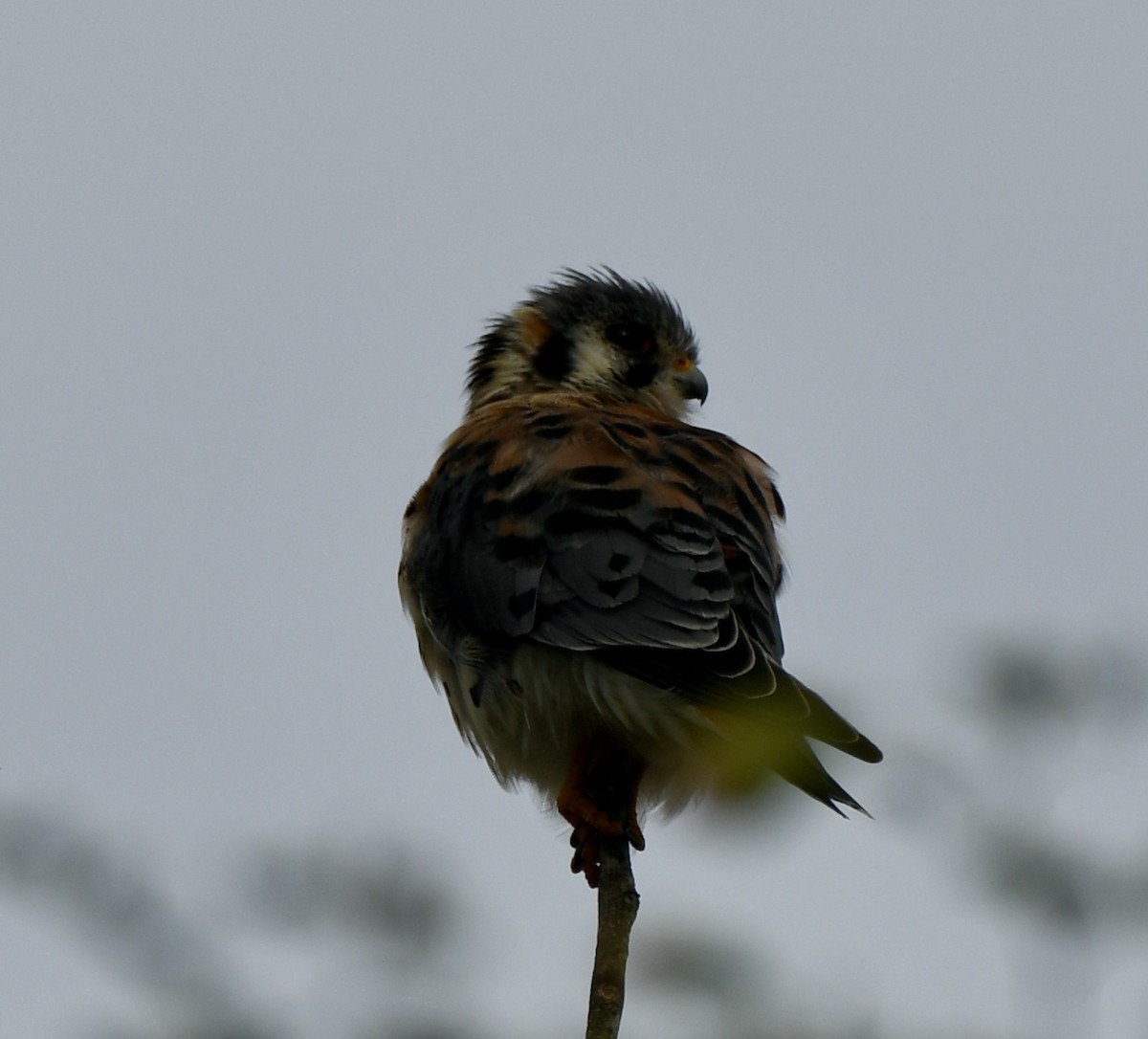 American Kestrel - ML506178921