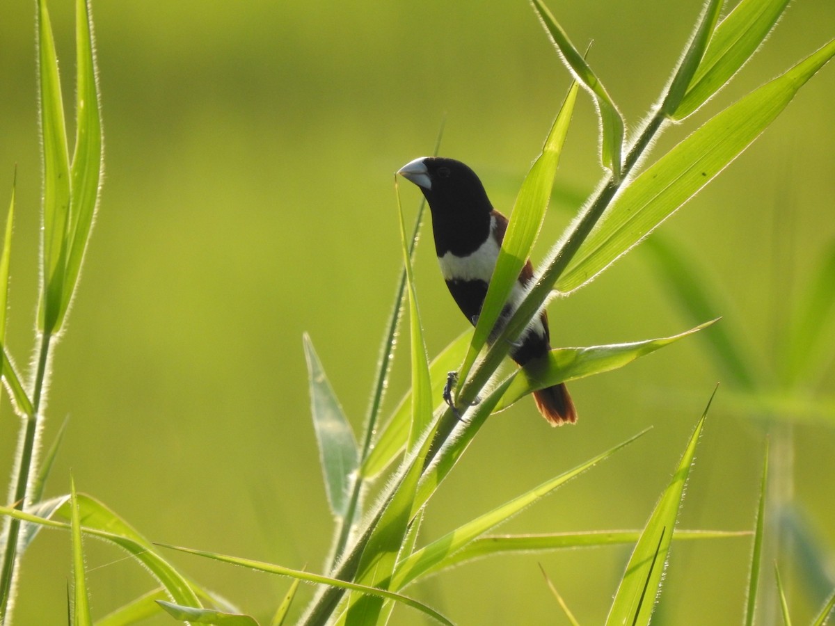 Tricolored Munia - ML506178991