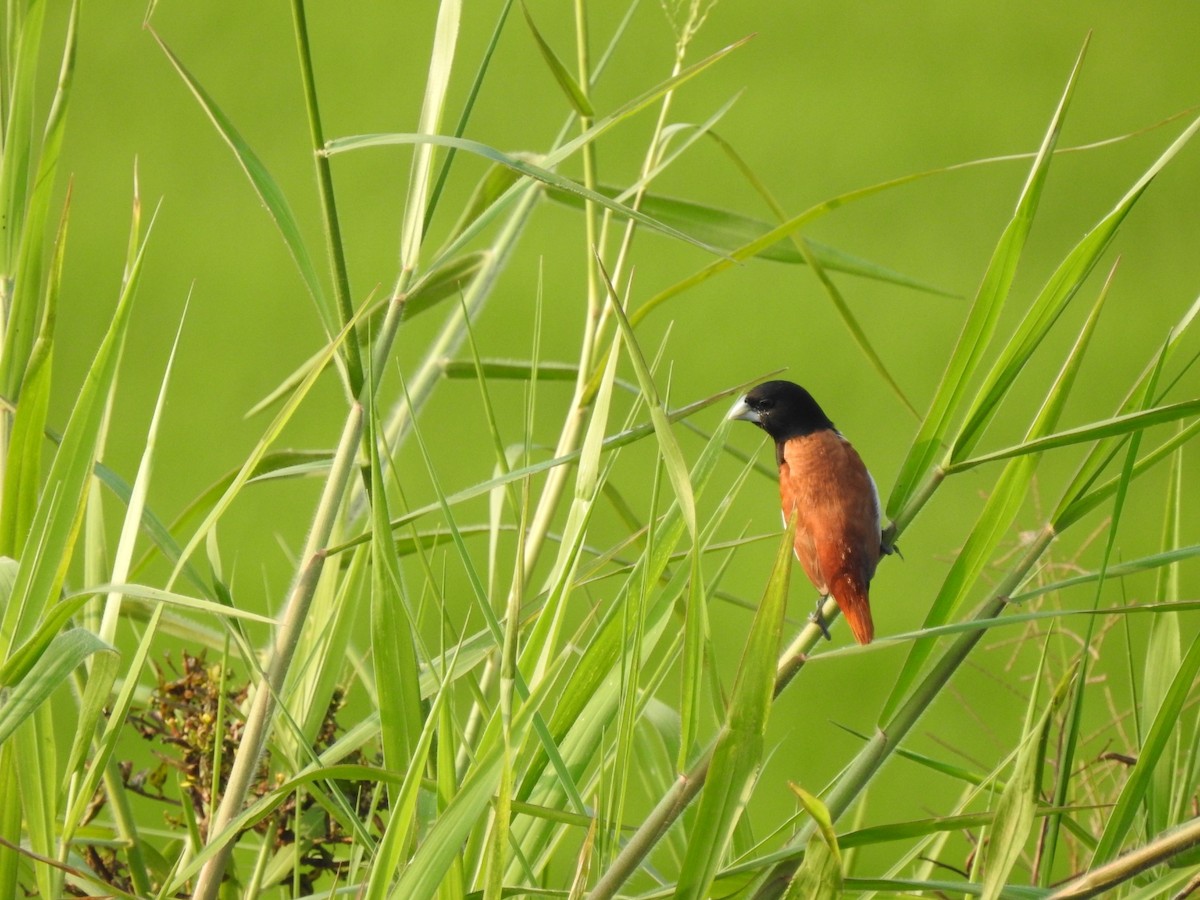 Tricolored Munia - ML506179001