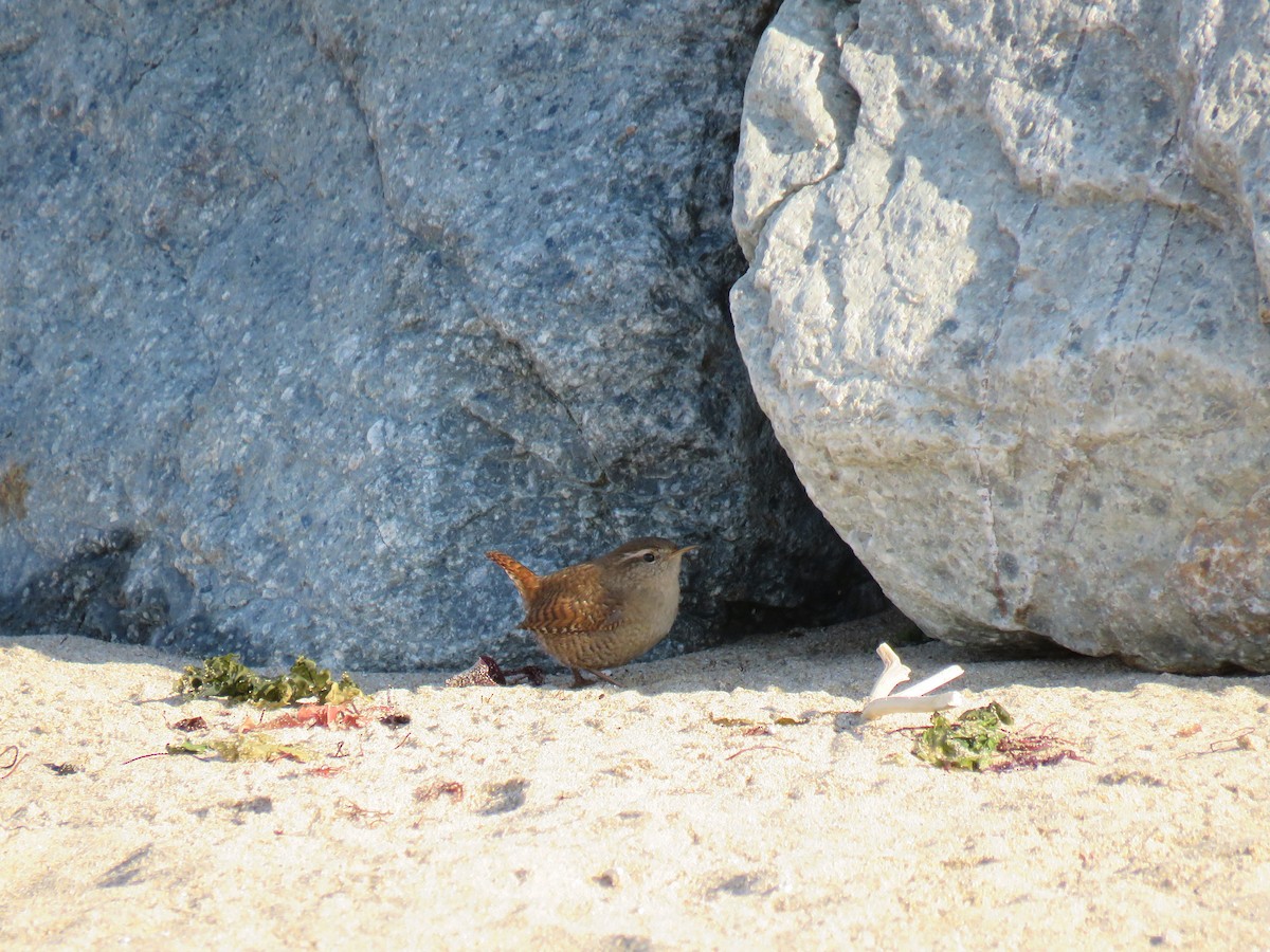 Eurasian Wren - ML50617901