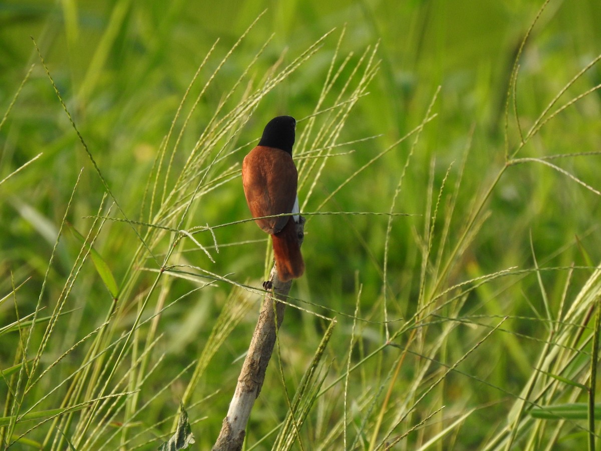 Tricolored Munia - ML506179011