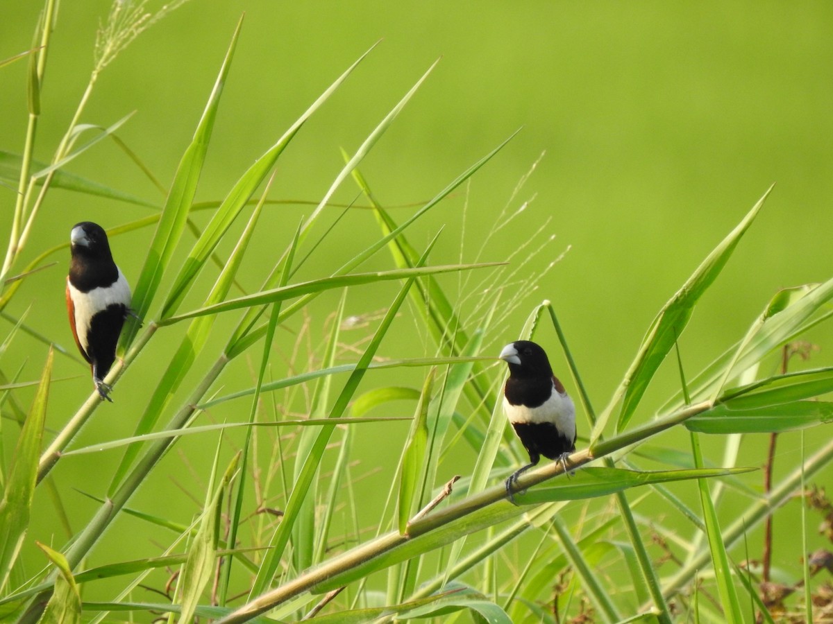 Tricolored Munia - ML506179021