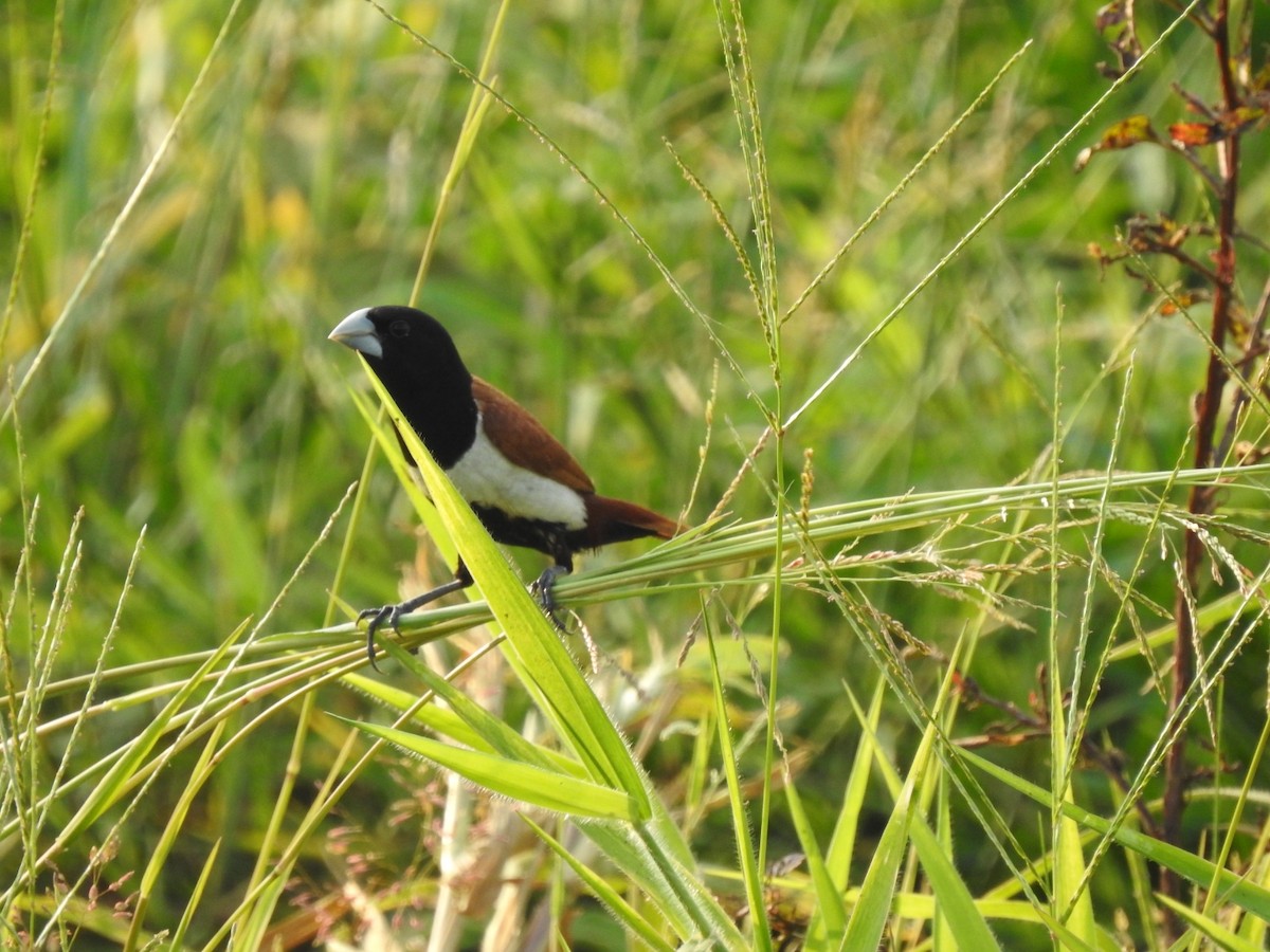 Tricolored Munia - ML506179031