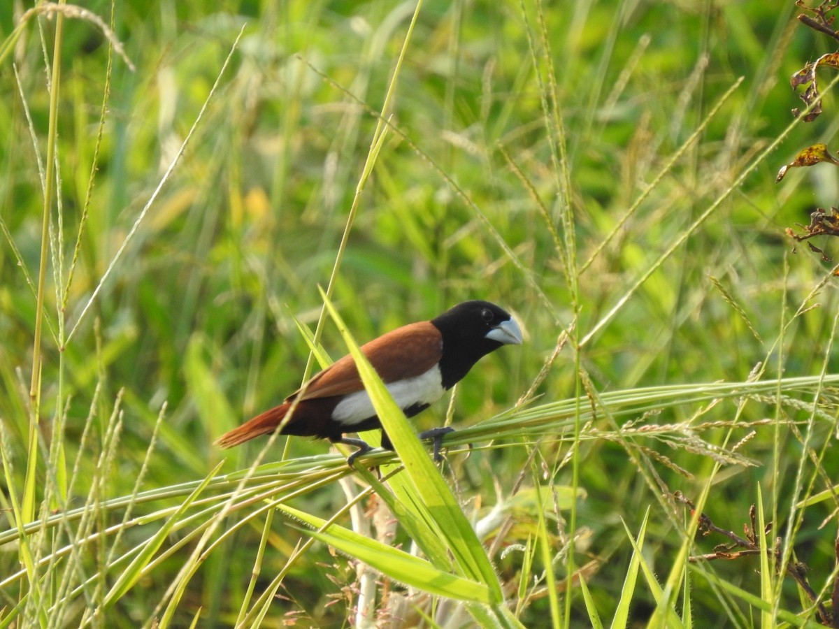 Tricolored Munia - ML506179041