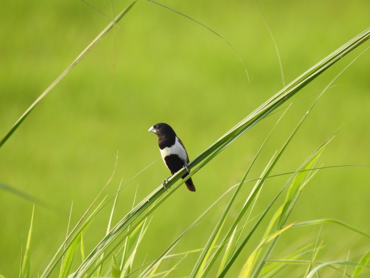 Tricolored Munia - ML506179051