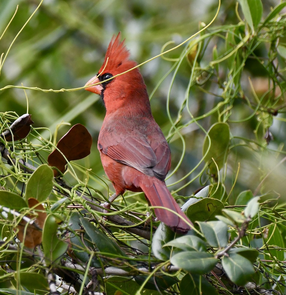 Northern Cardinal - ML506179101