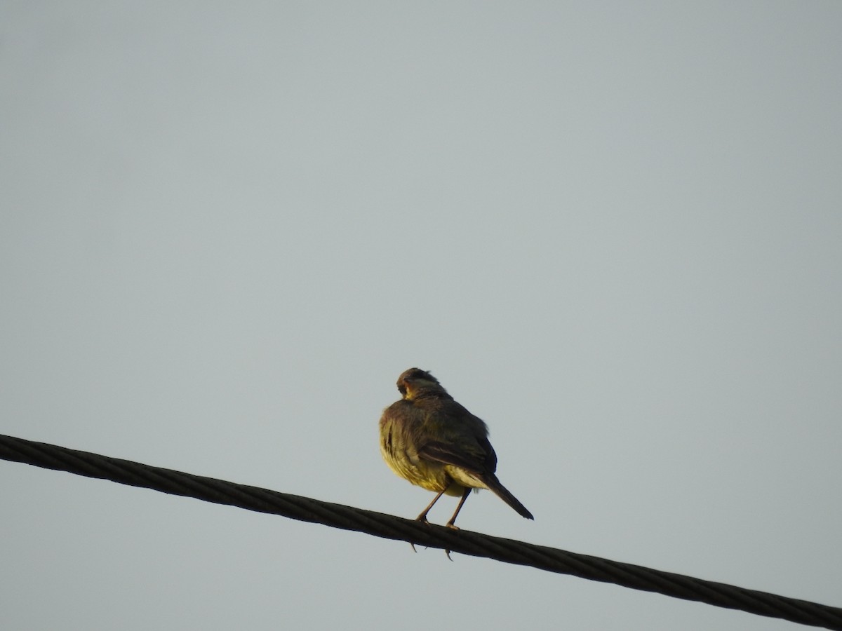 Western Yellow Wagtail - ML506179151