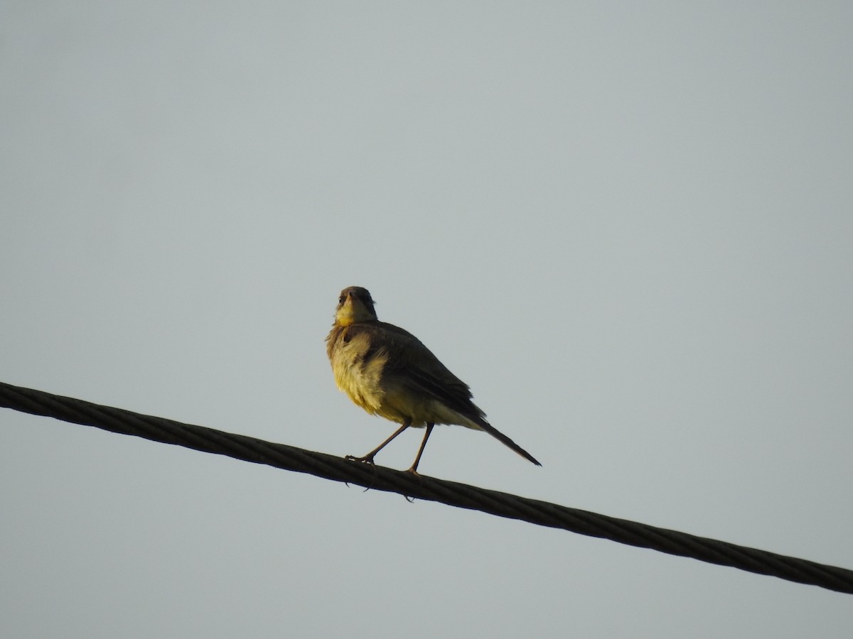 Western Yellow Wagtail - ML506179161