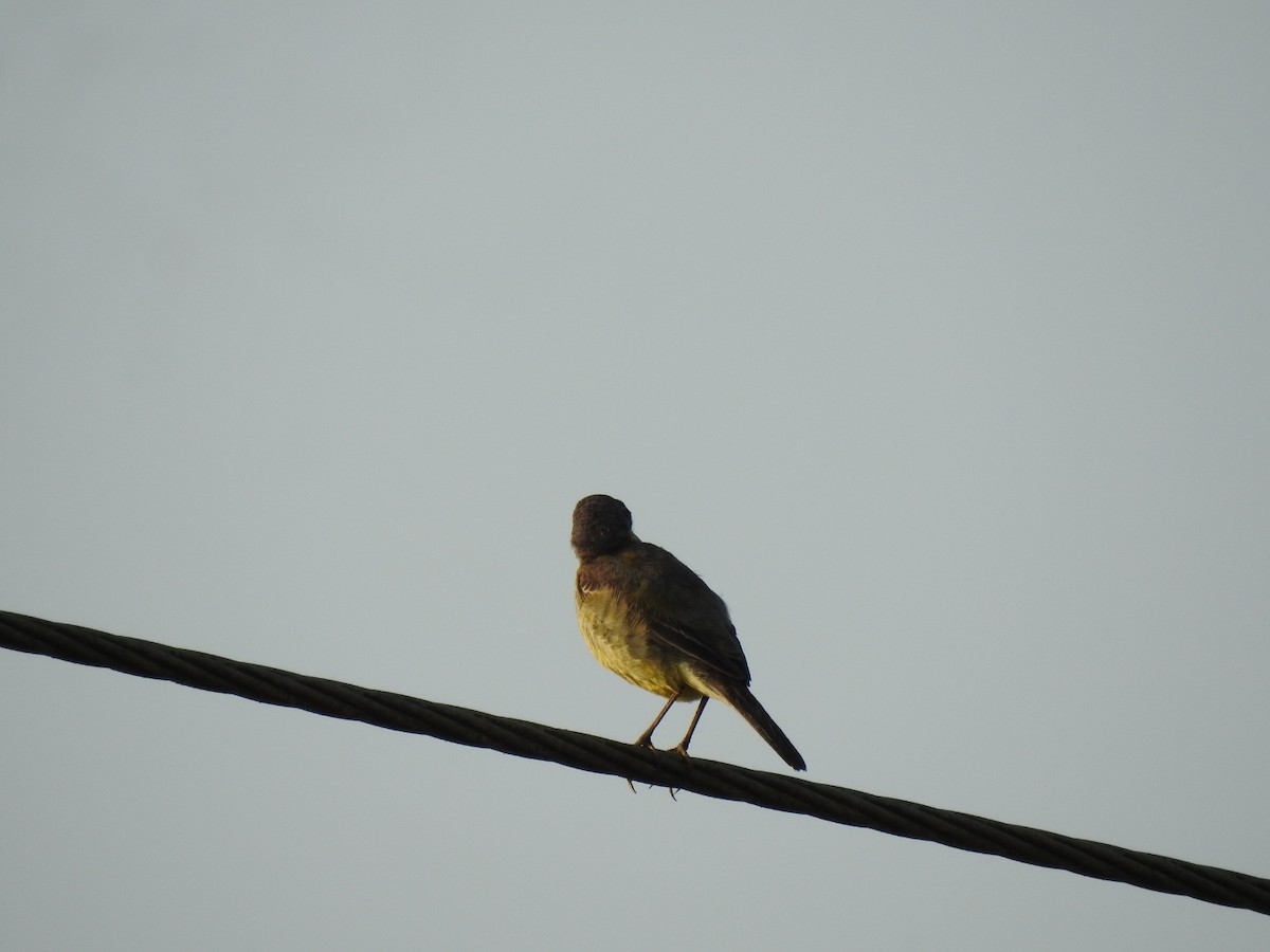 Western Yellow Wagtail - ML506179201