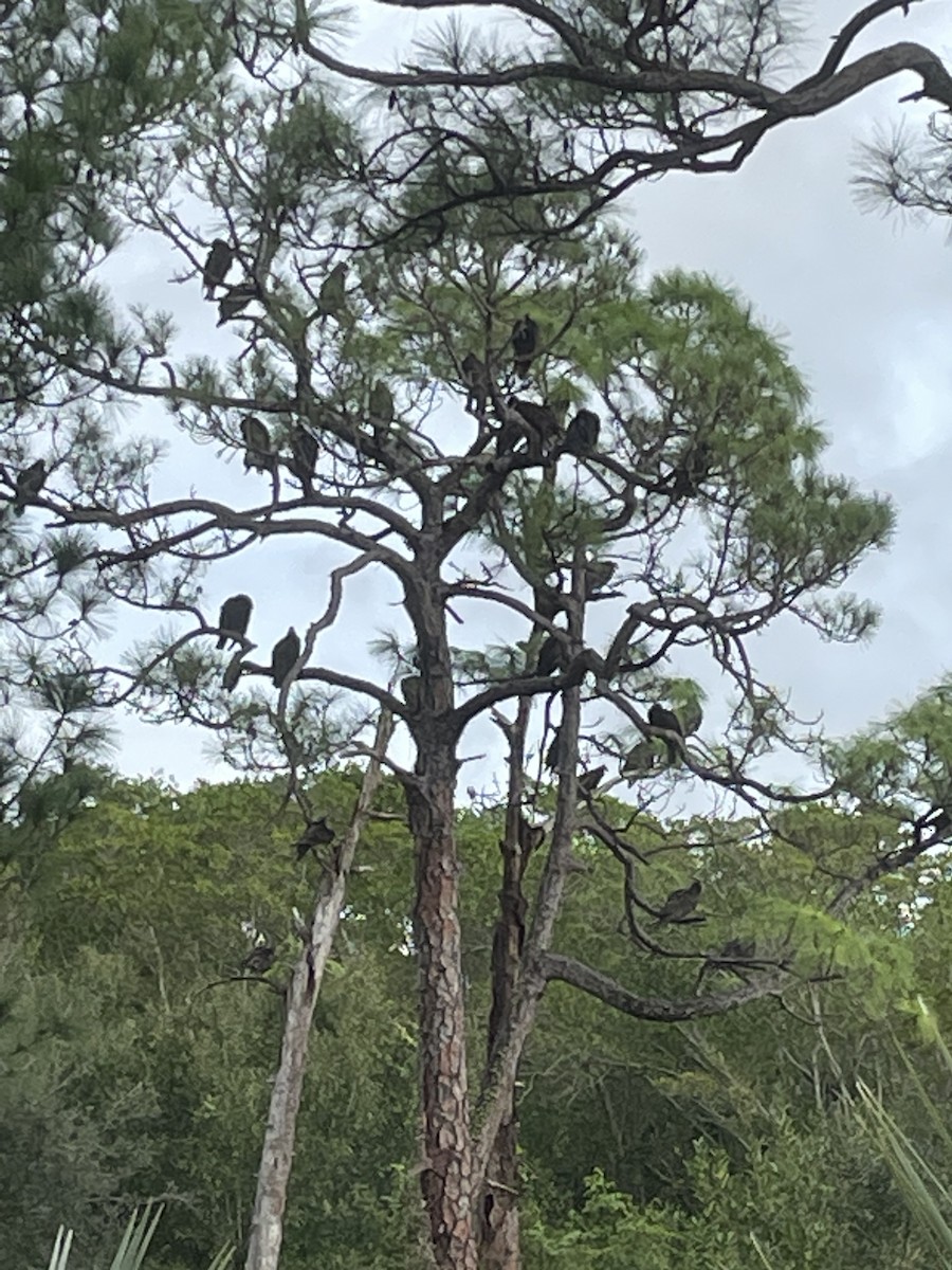 Turkey Vulture - ML506179211