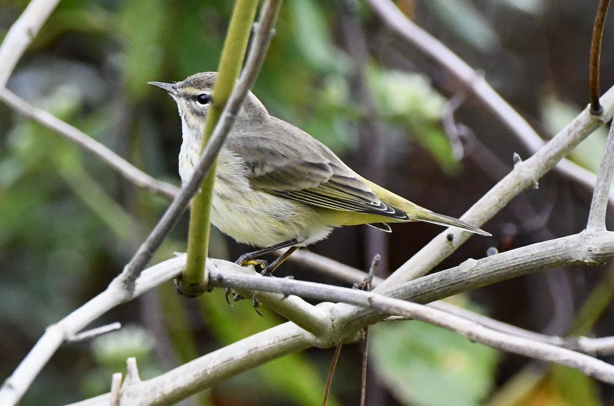 Palm Warbler - ML506179241