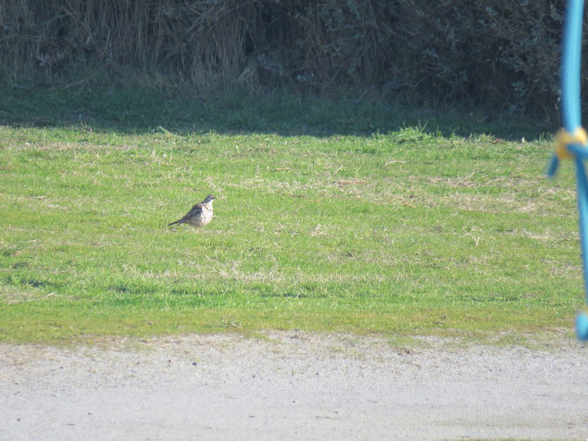 Mistle Thrush - ML50618011