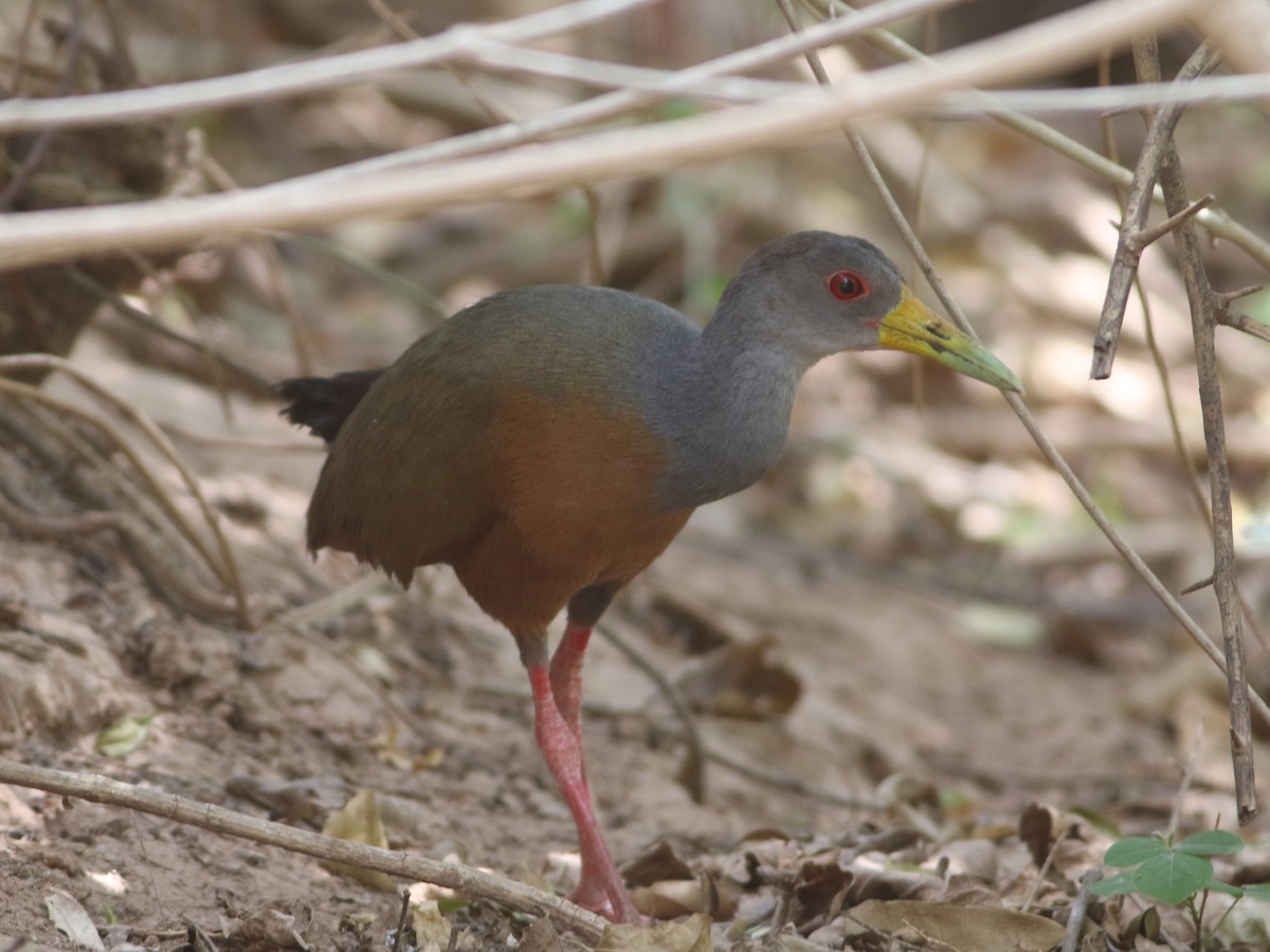 Gray-cowled Wood-Rail - ML506180311